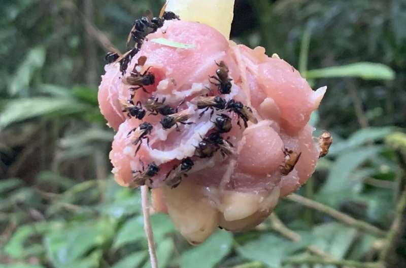 Abejas Carnívoras