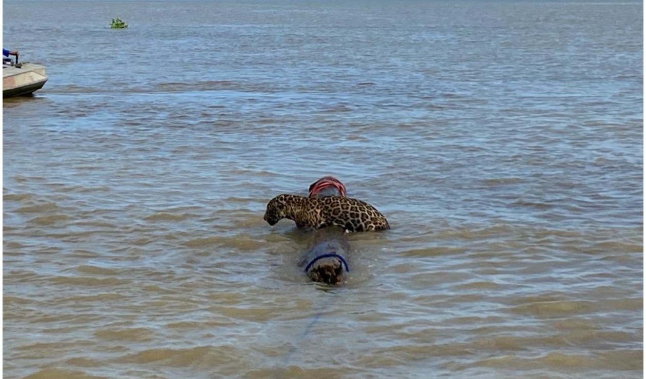 Jaguar rescatado en las aguas de Urabá