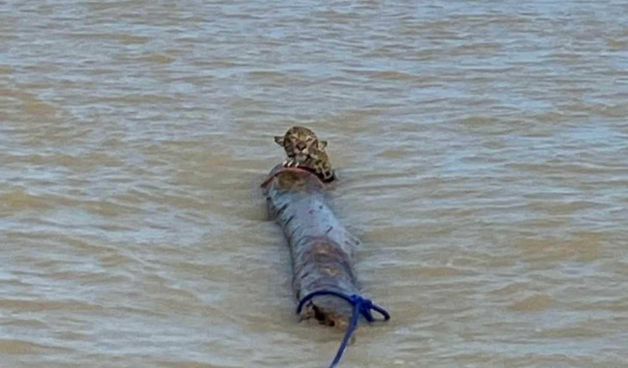 Rescate de Jaguar en aguas de Urabá
