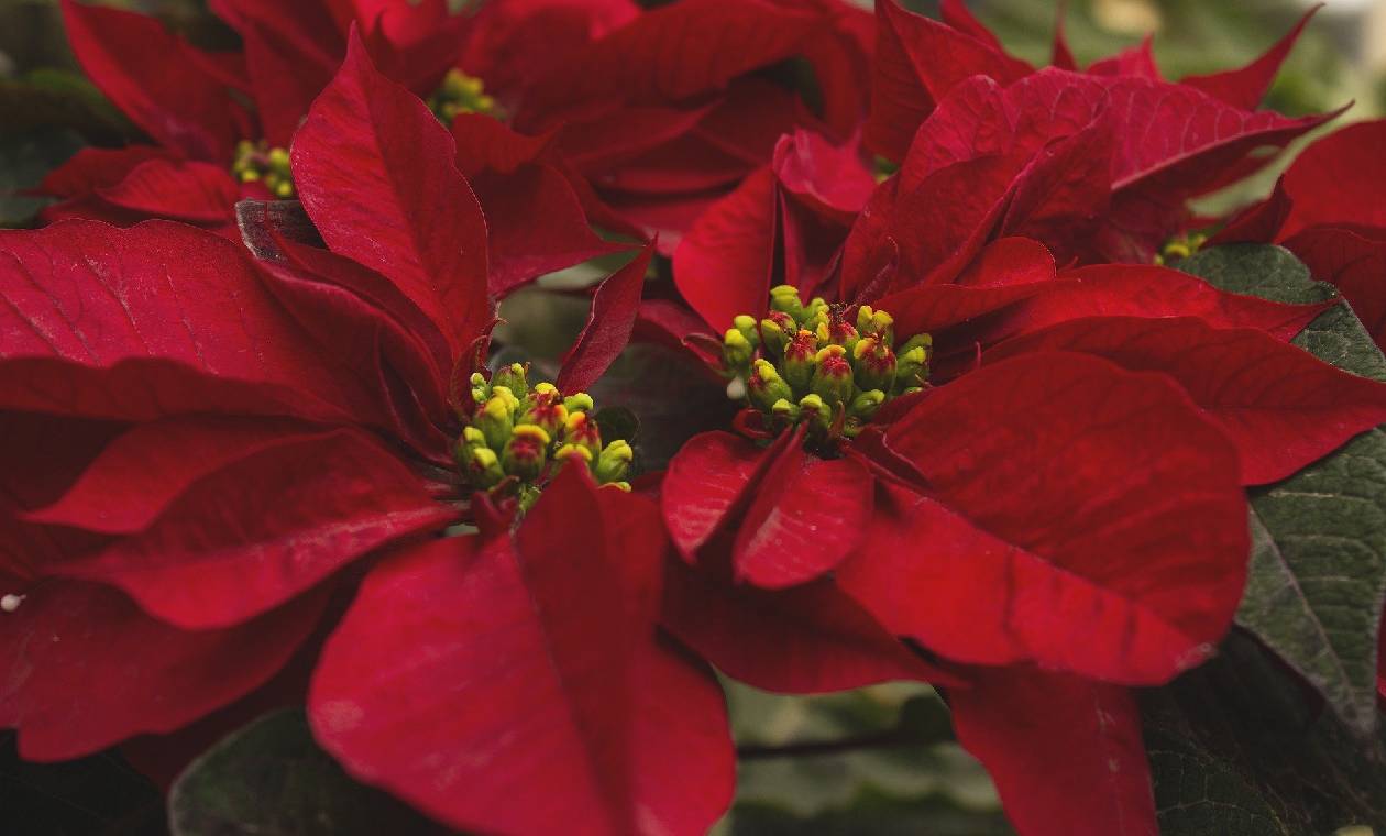 La flor de Navidad, el color principal en fiestas decembrinas | RCN Radio