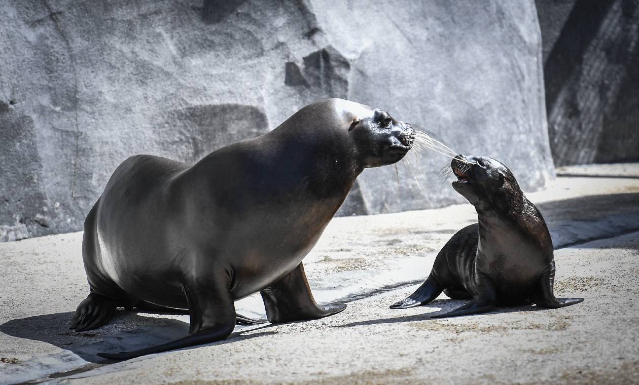 Crisis climática pone en riesgo la vida del león marino antártico | RCN  Radio