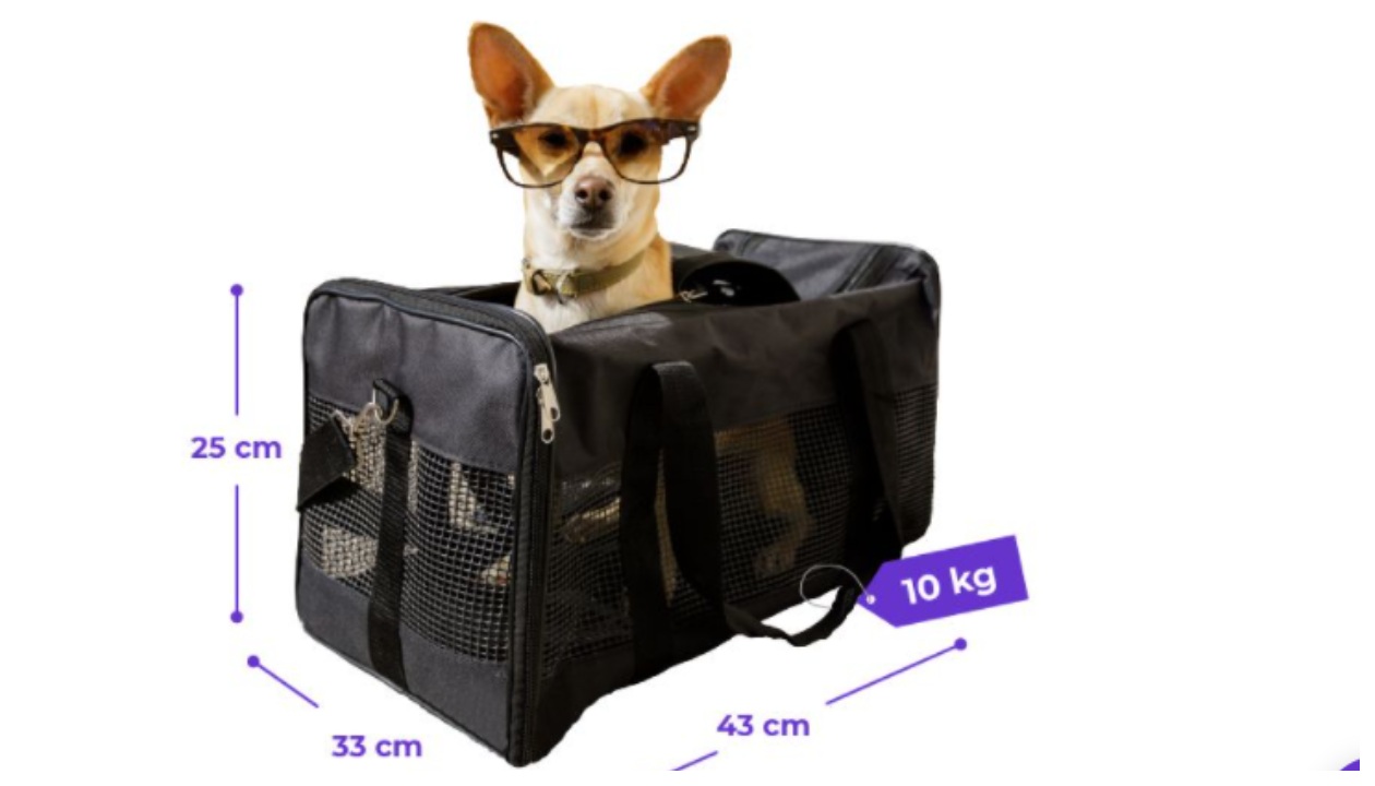 Mascotas de viaje y sus restricciones