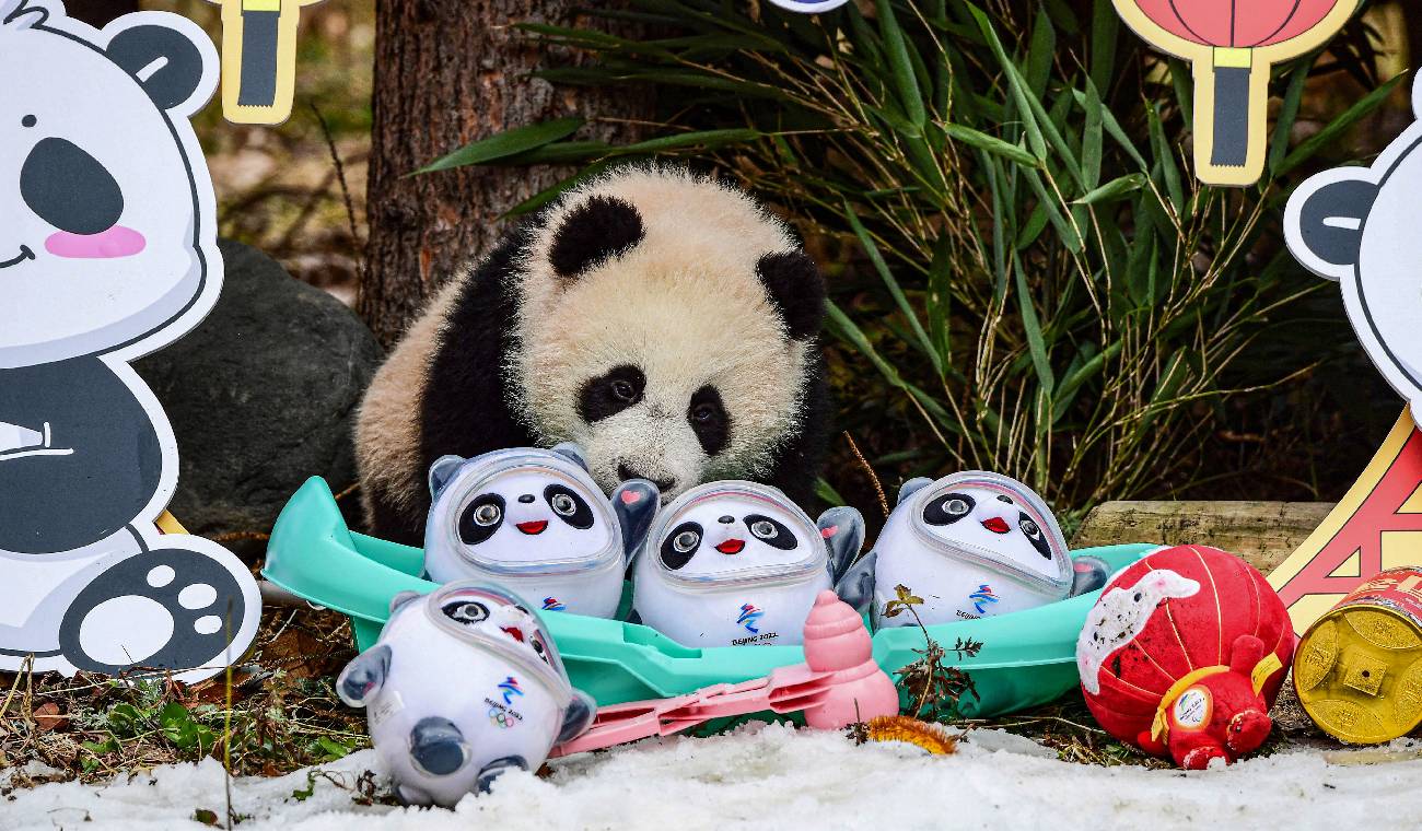 Oso panda con peluches Oso panda con peluches