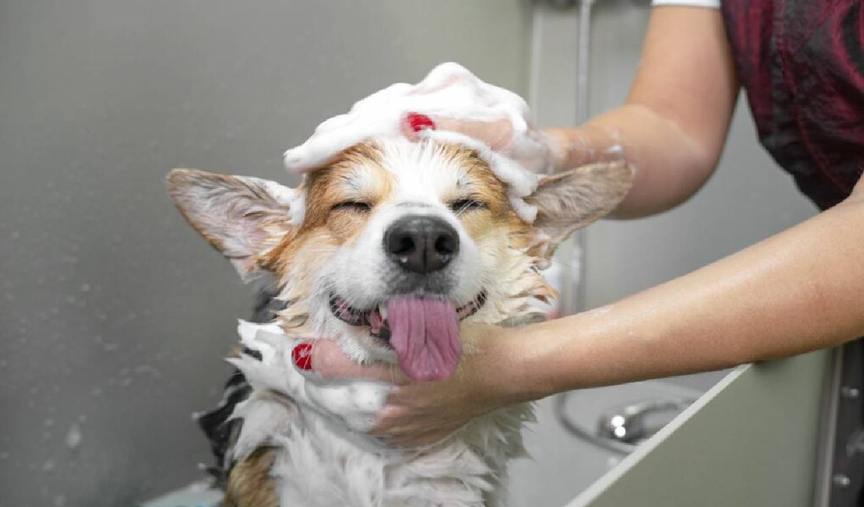 Mascotas y su baño