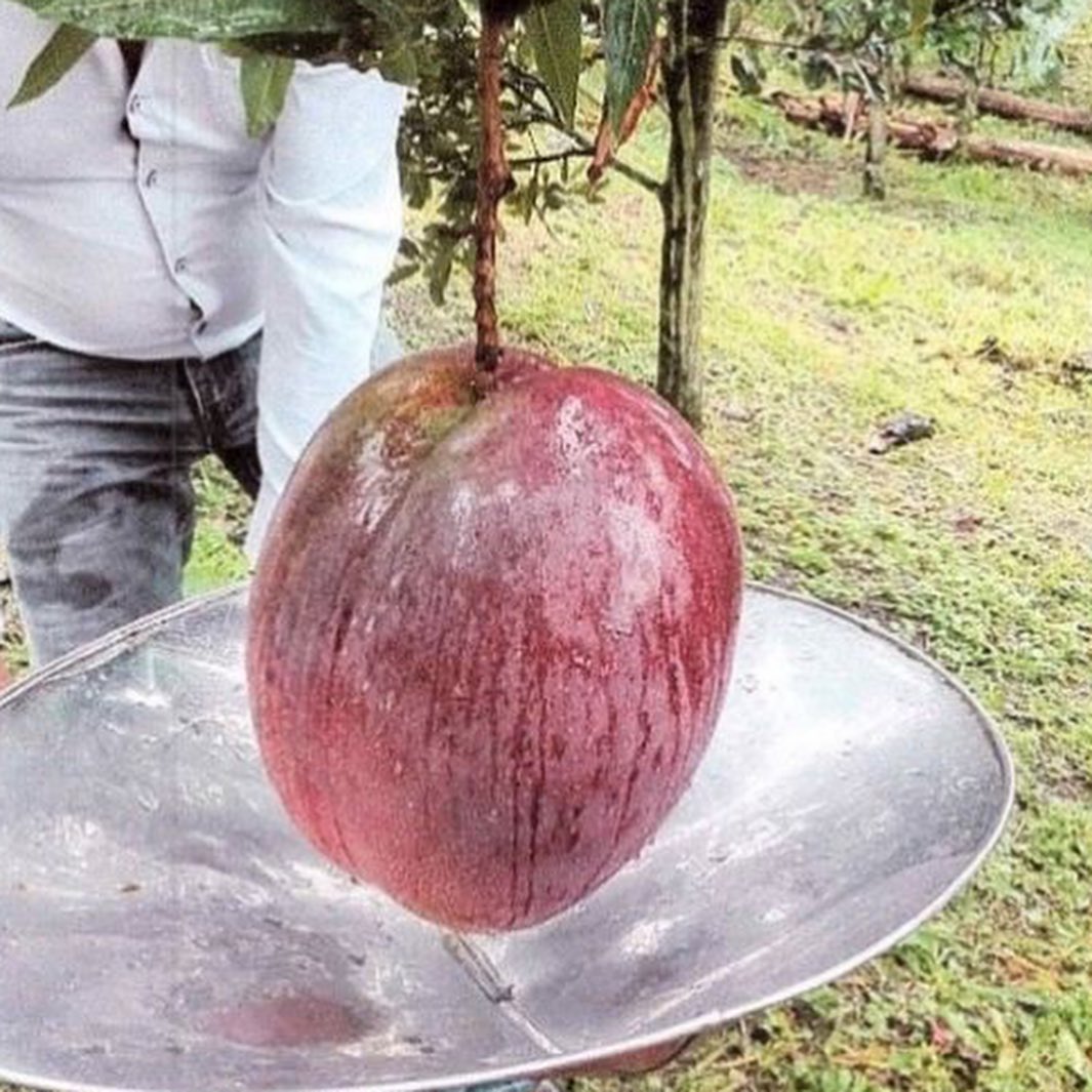 Mango más pesado del mundo se sembró en Colombia