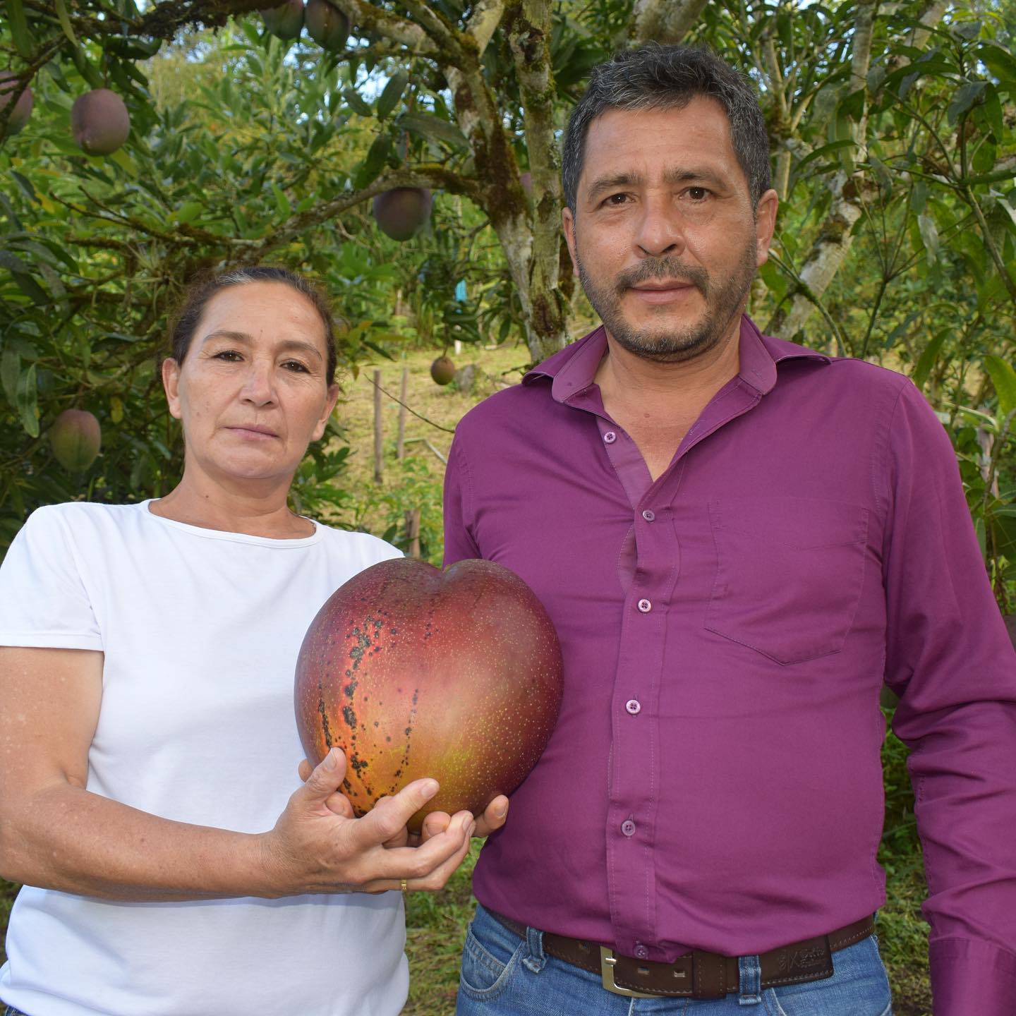 Mango más pesado del mundo se sembró en Colombia