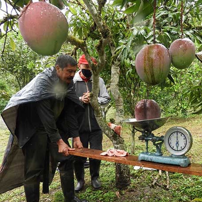 Mango más pesado del mundo se sembró en Colombia