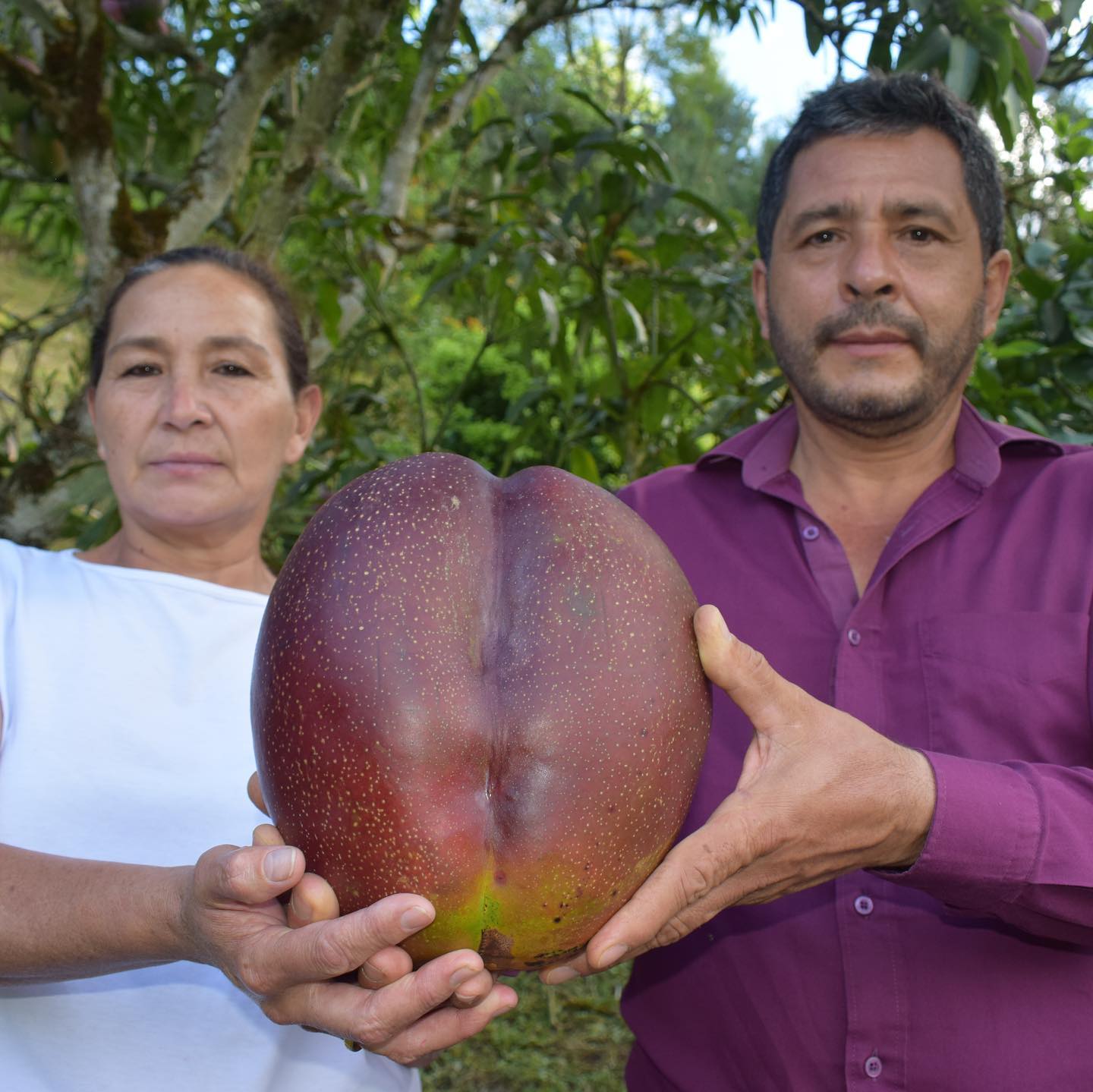 Mango más pesado del mundo se sembró en Colombia