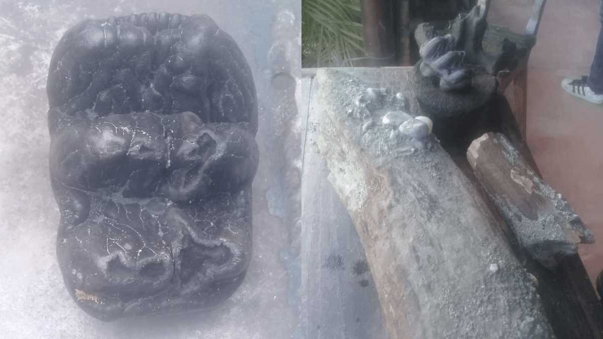 Es un gran hallazgo paleontológico