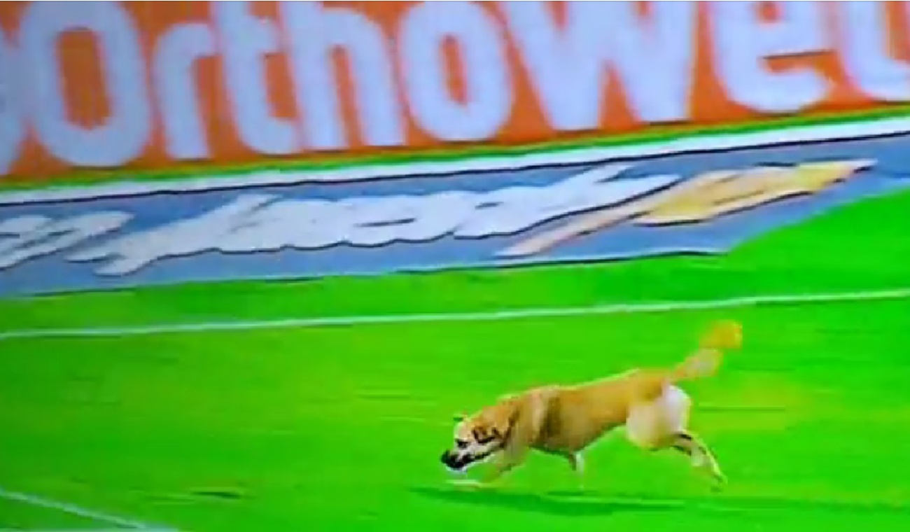 [video] Perro Se Robó El Show En Pleno Partido Del Fútbol Colombiano