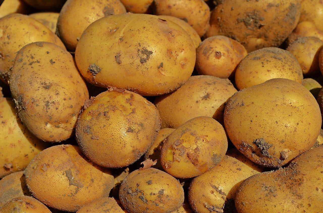 Cuántos tipos de papa hay en Colombia Cuántos tipos de papa hay en Colombia