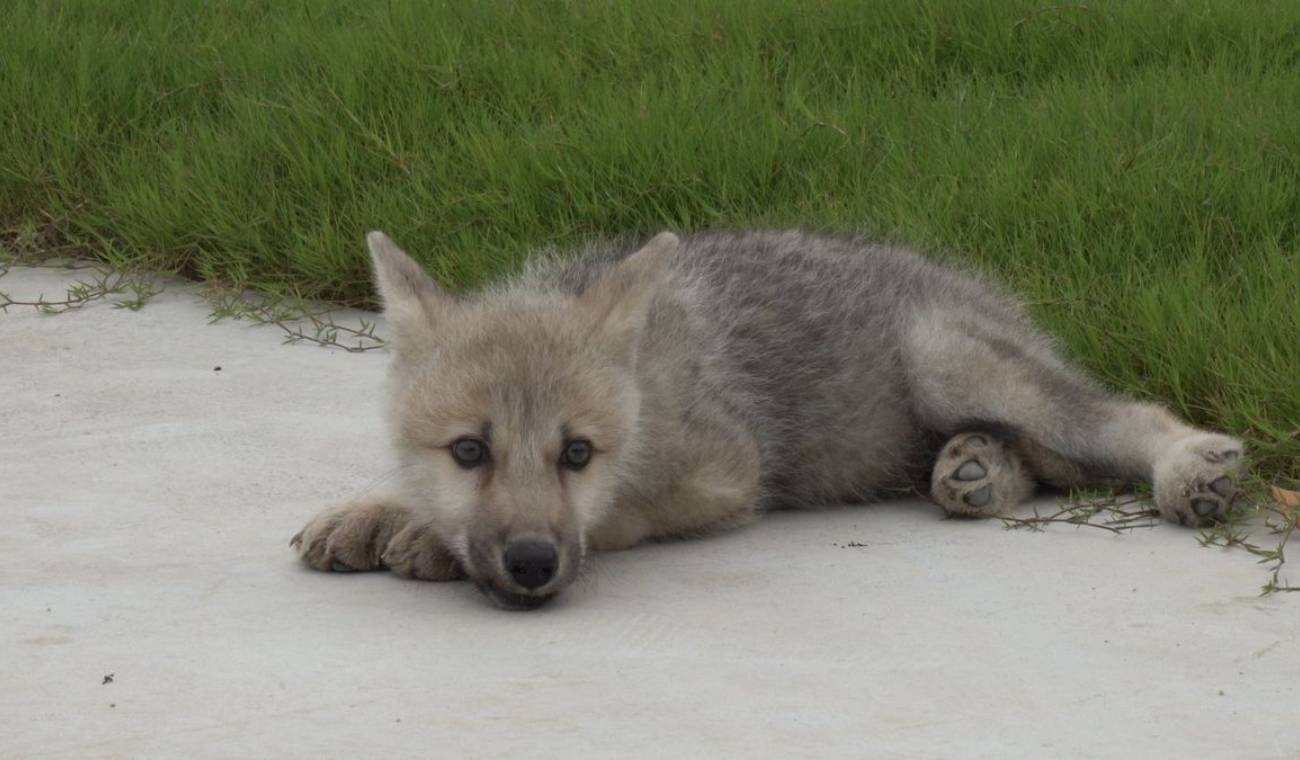 Maya, primer lobo ártico clonado en China