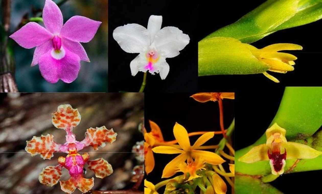 Orquídea del Valle del Cauca Orquídea del Valle del Cauca