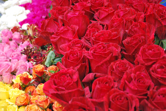 Rosas de Colombia Rosas de Colombia