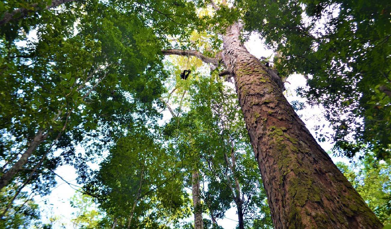 Árbol más grande del Amazonas