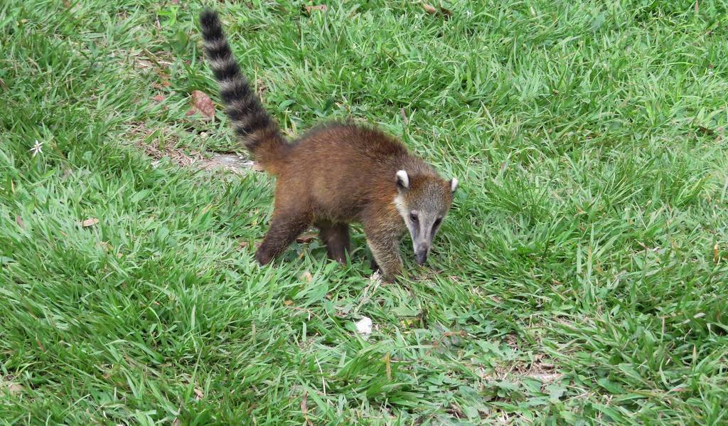 ¿Qué comen los cusumbos? Cusumbo, es un animal omnívoro