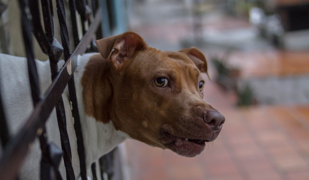 Sujeto sufre infarto tras ser perseguido por jauría de perros Sujeto sufre infarto tras ser perseguido por jauría de perros