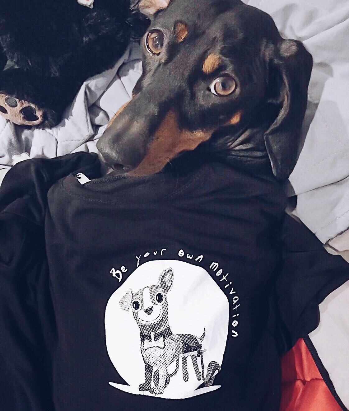 Proyectos en pro de los derechos de los animales.