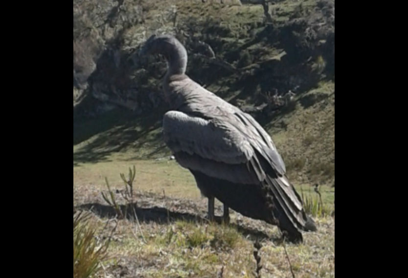 Cóndor en el Páramo de Santurbán Cóndor en el Páramo de Santurbán