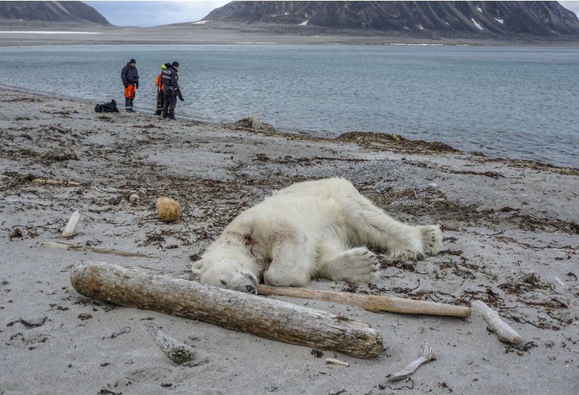 Oso polar en Portugal Oso polar en Portugal