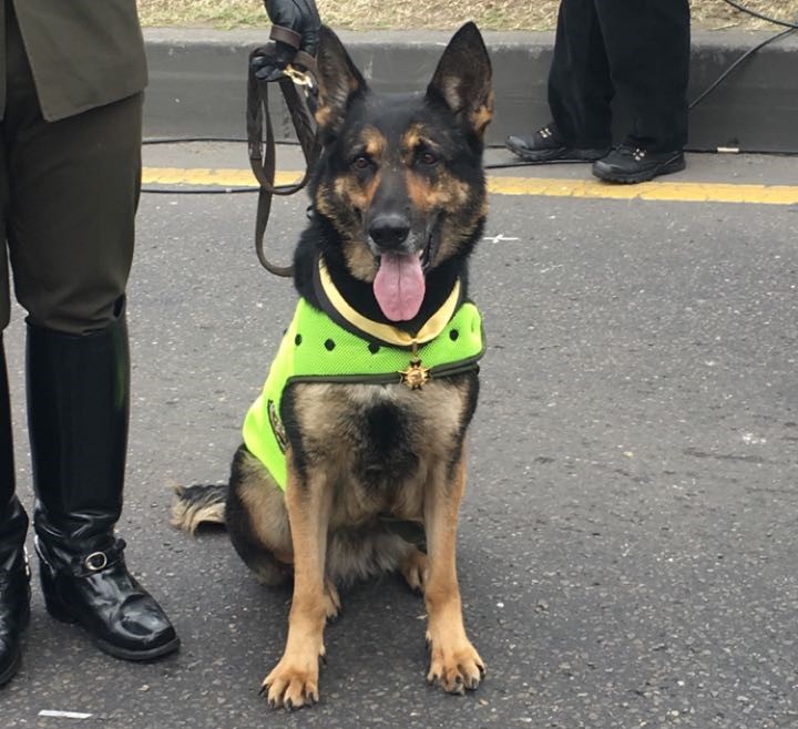 Sombra, canino antinarcóticos