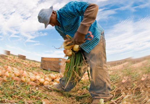 Agricultura