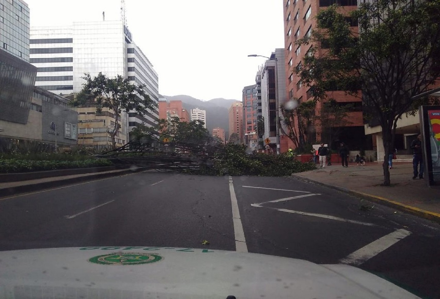 Árboles caídos en la Calle 72