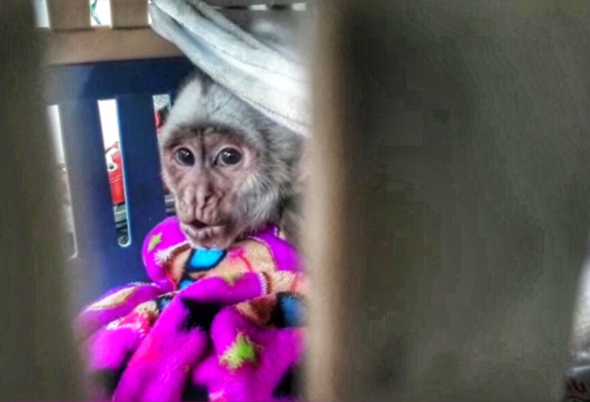 Tráfico de animales