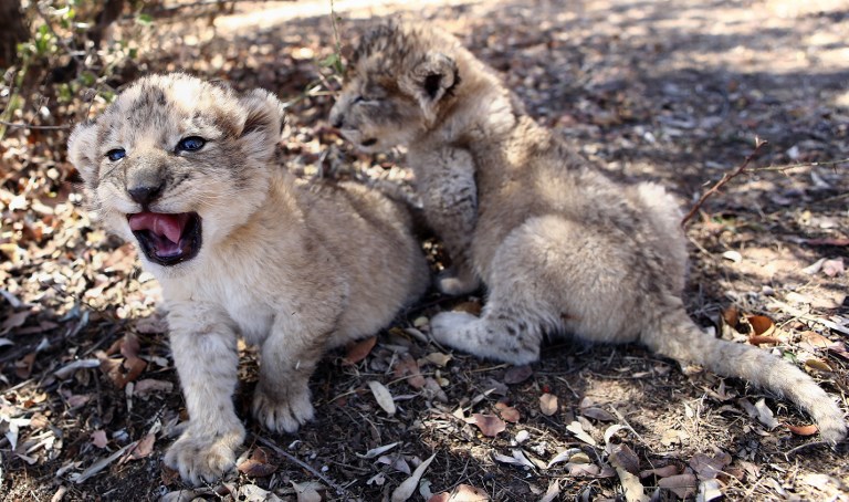 Leones concebidos de manera artificial.