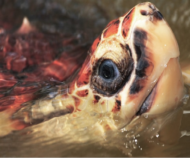 Tortuga carey en peligro crítico de extinción.