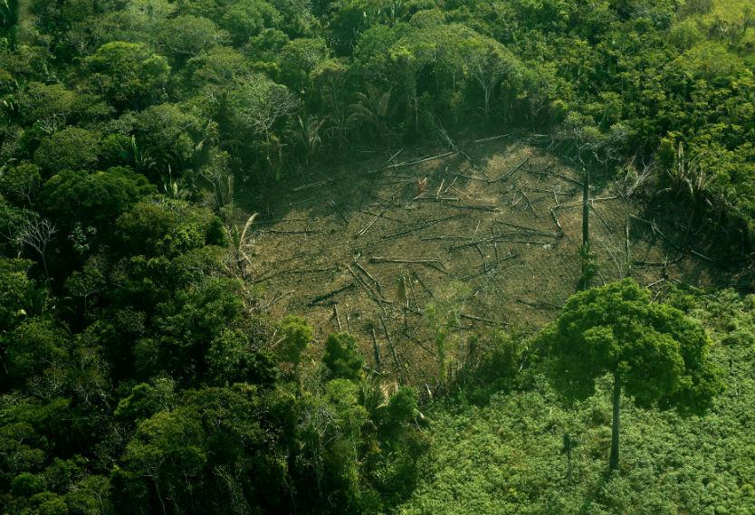 Tala de árboles en la Amazonía