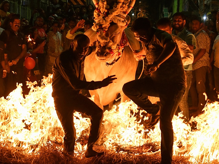 Festival Makar Sankaranti