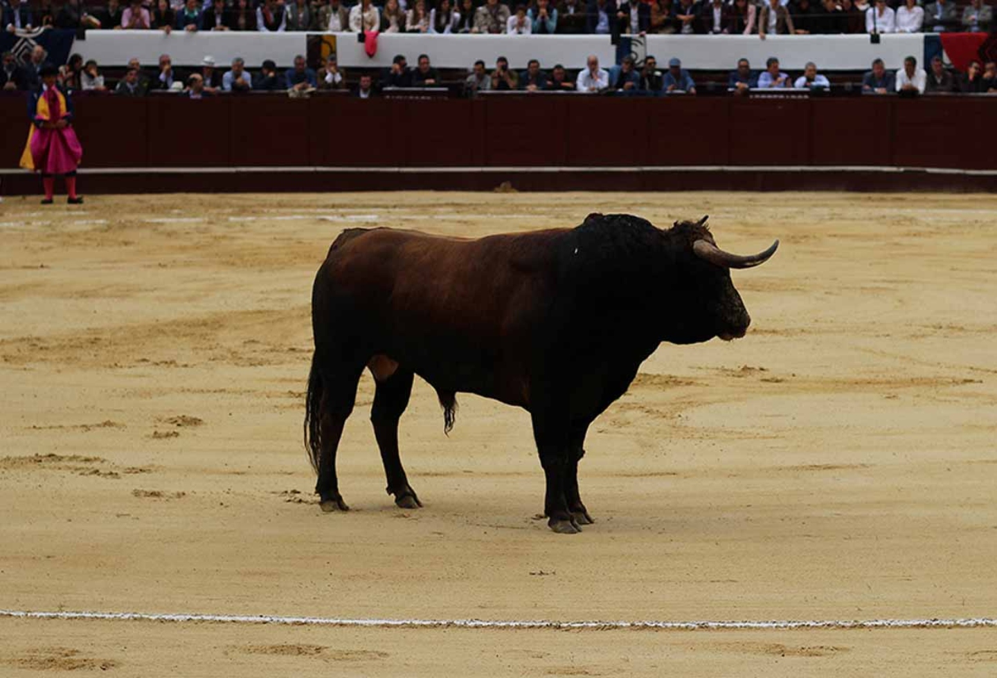Incruenta
