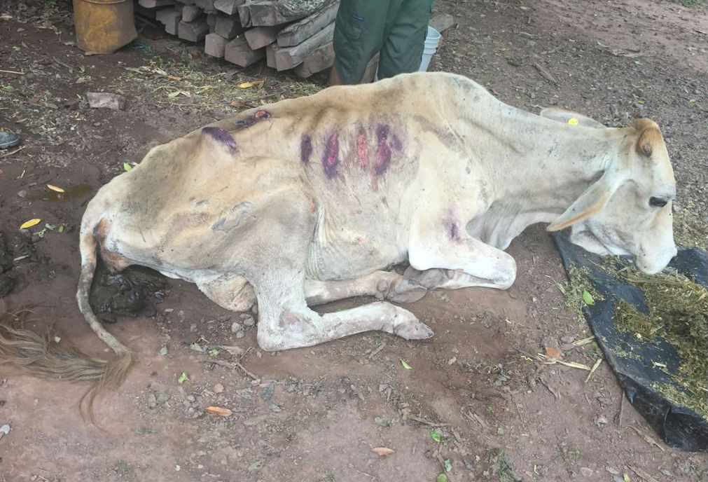 La pérdida de peso en los animales es notable