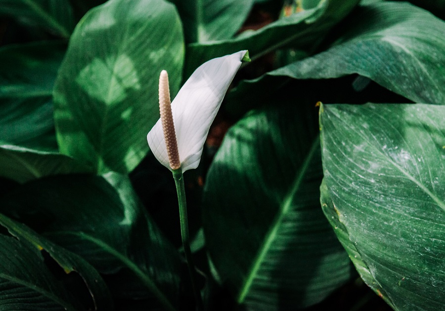 Peace Lily