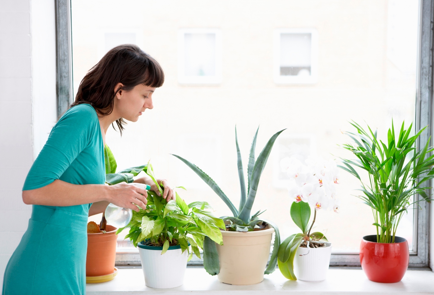 Las 10 mejores plantas para el hogar según la NASA 