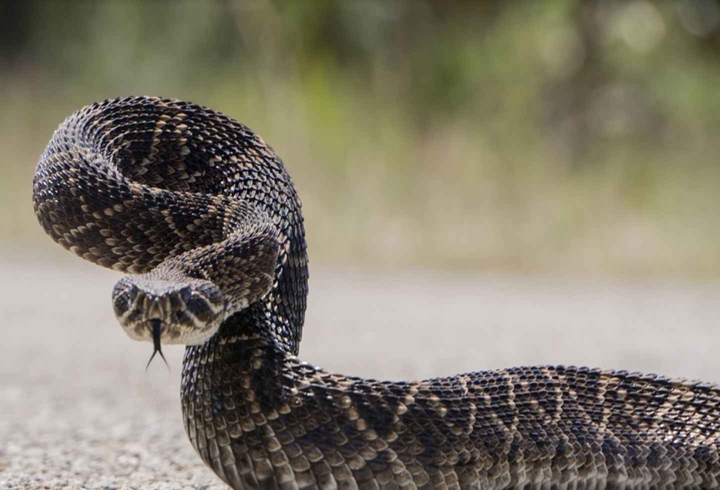 ¿Qué hacer si lo muerde una serpiente? | RCN Radio