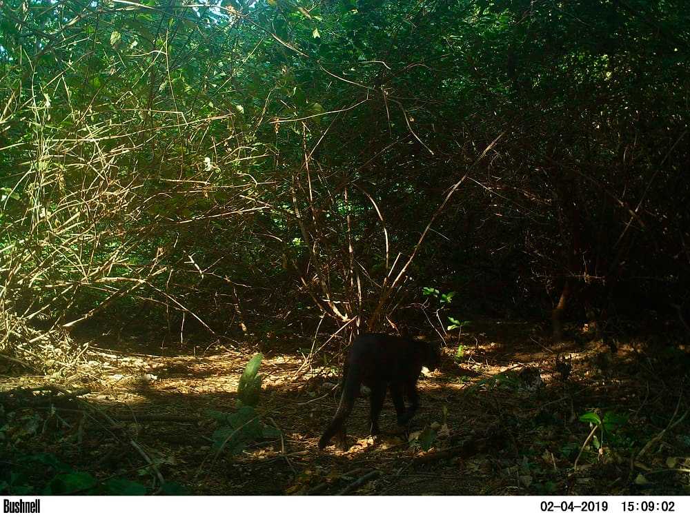 Puma observado en el Parque Tayrona
