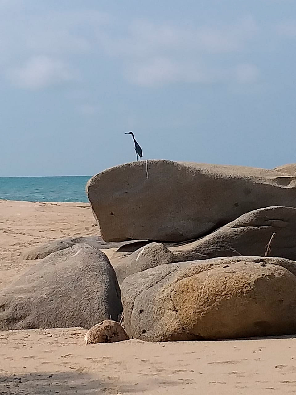 Ave vista durante el cierre durante un mes del Parque Tayrona