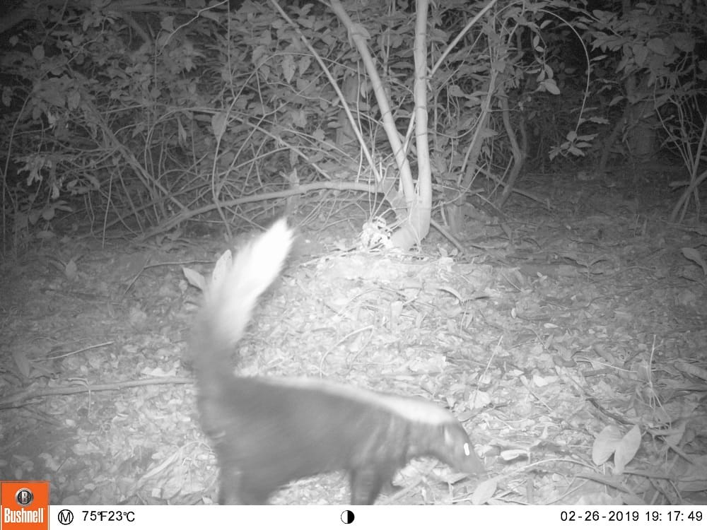 Zorro patón visto en el Parque Tayrona