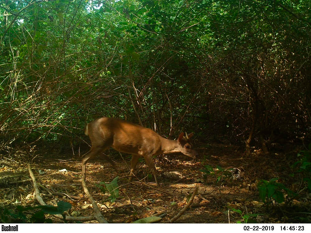 Venado observado en el Parque Tayrona