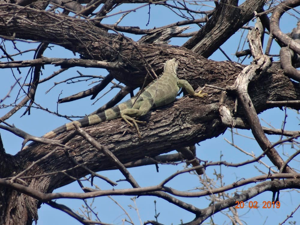 Iguana observada en el Parque Tayrona