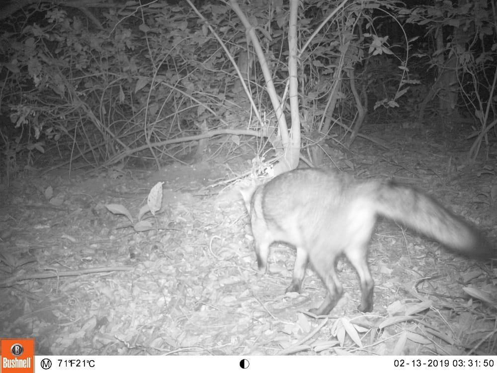 Zorrillo observado en el Parque Tayrona