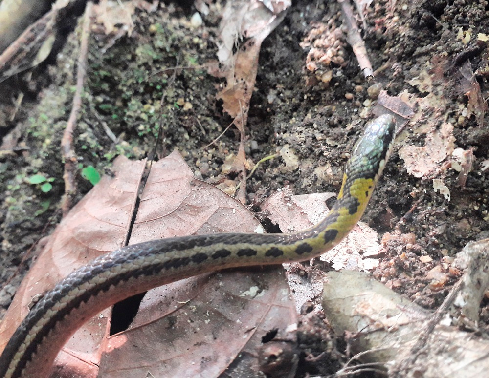 Serpiente observada en el Parque Tayrona