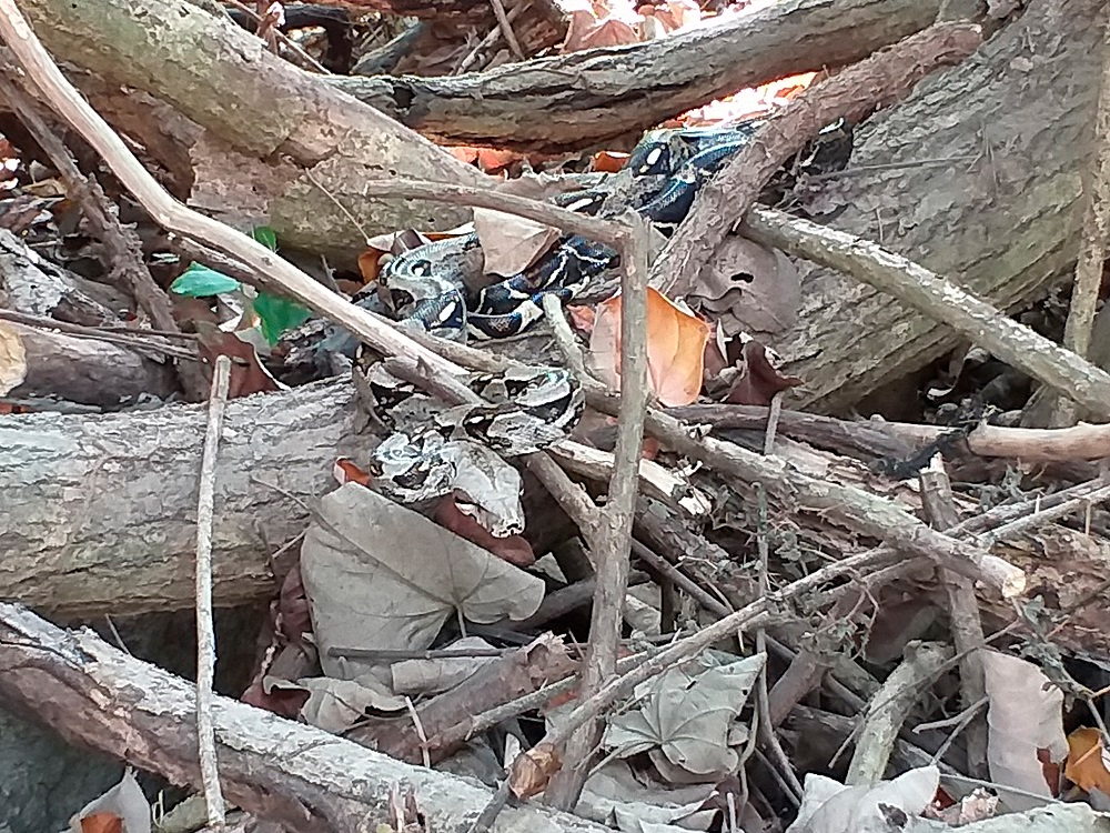 Serpiente observada en el Parque Tayrona