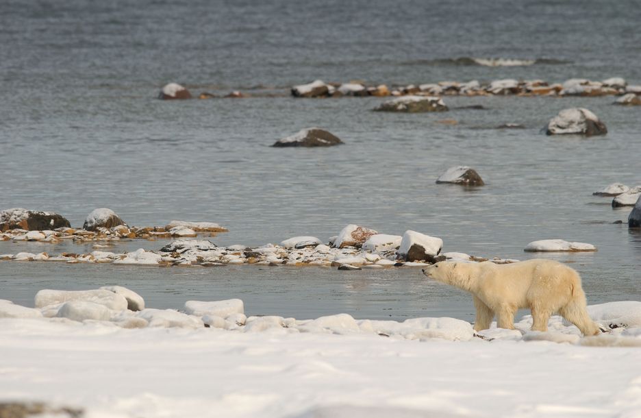 Un oso polar en su habitad alterado por el cambio climático