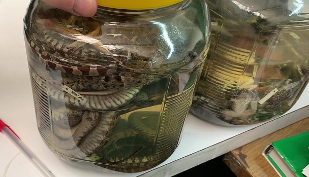 Laboratorio de herpetología