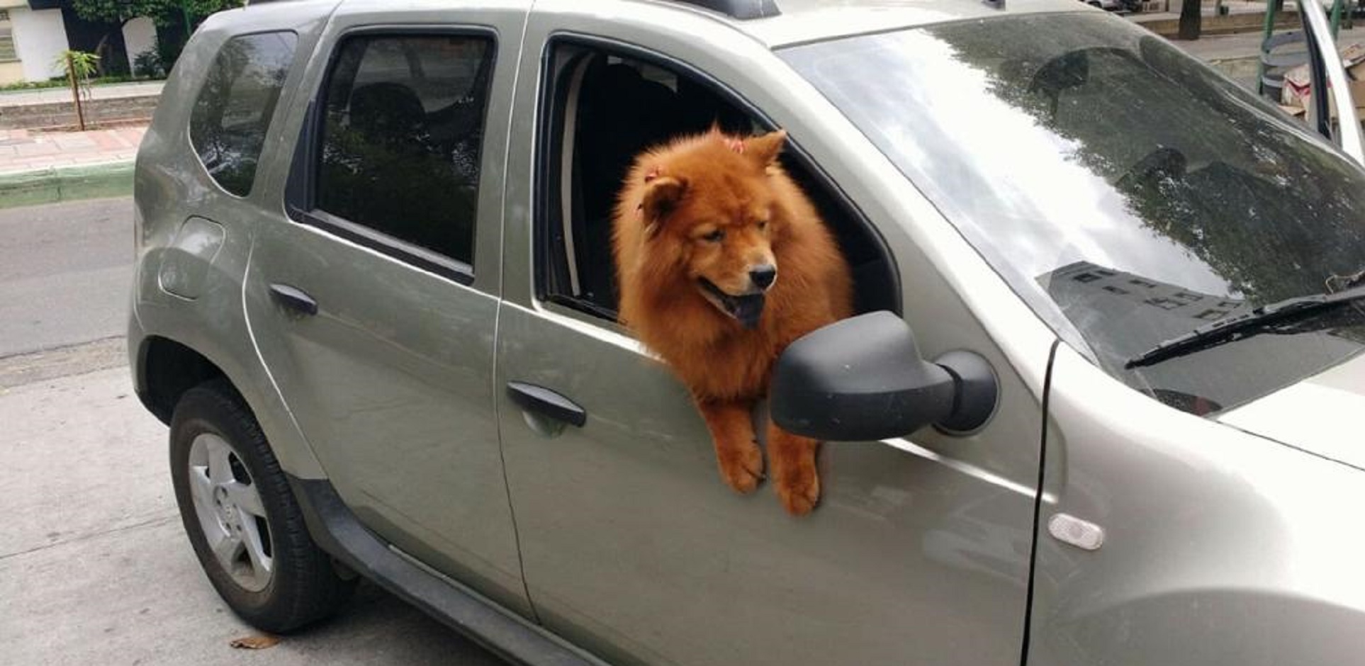 La mascota siempre viajaba como copiloto.