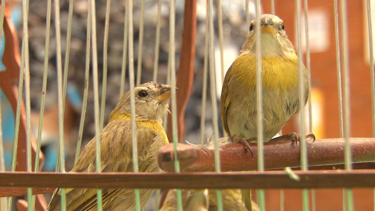 Uso de musgo en pesebres tendrá sanciones económicas