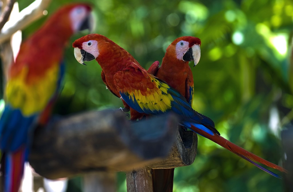 Aves en Xcaret Park, México